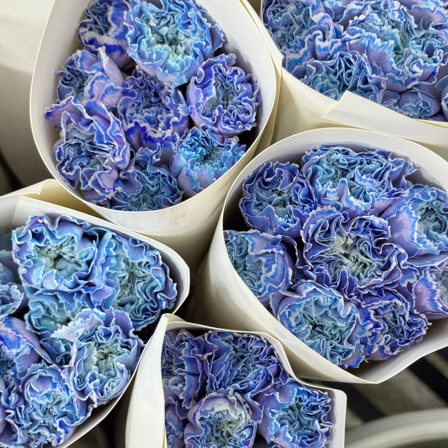 Carnation Dyed - Moonlight 午夜蓝