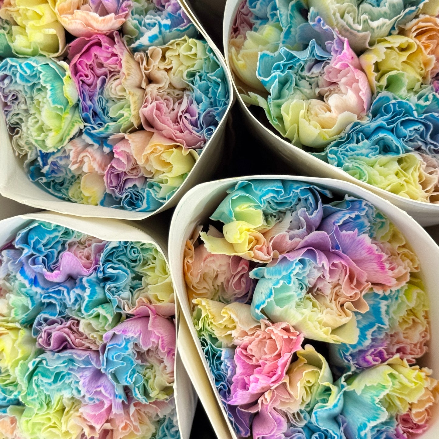 Carnation Dyed - Rainbow 彩虹