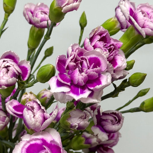 Carnation Spray - Purple White 时尚太子