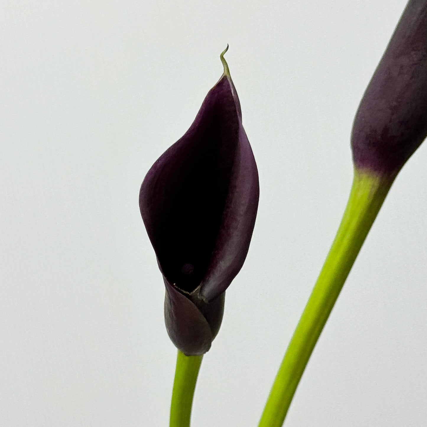Calla Lily - Black