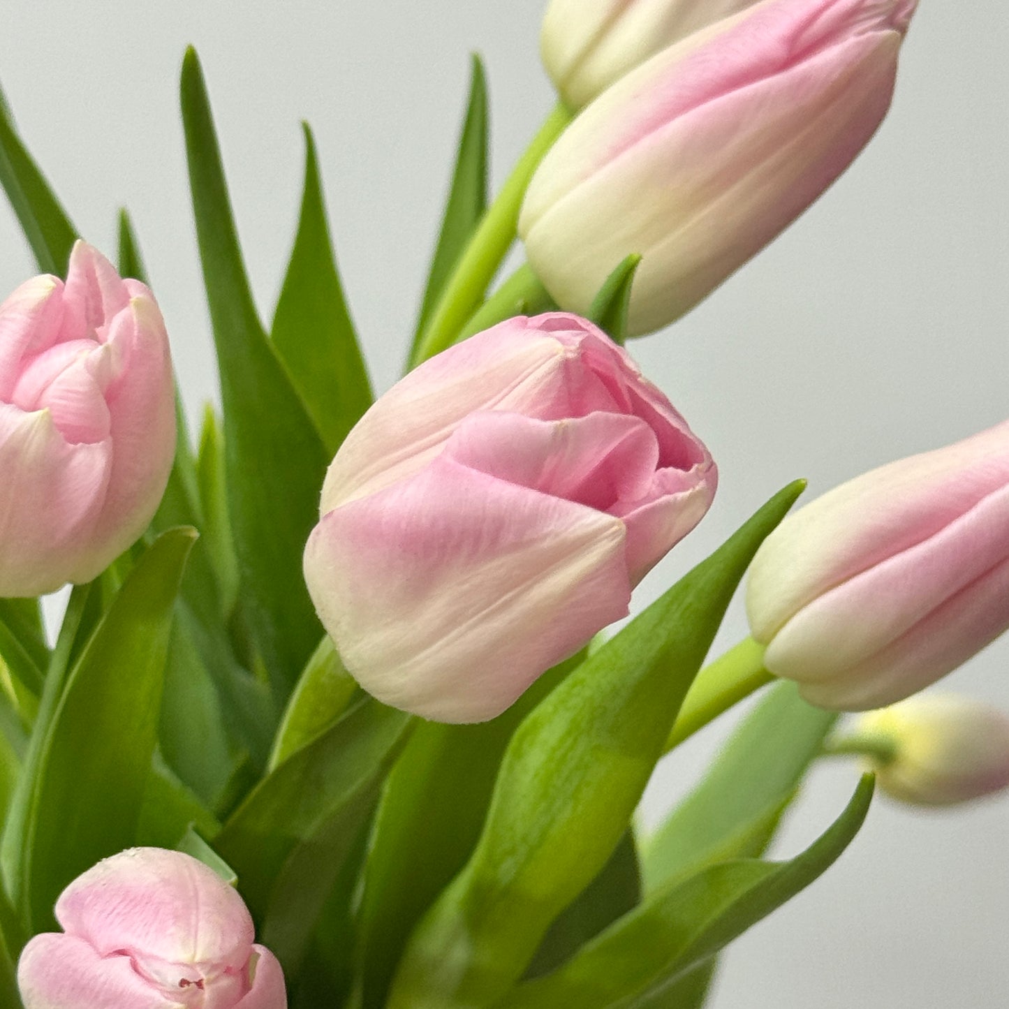 Tulip - Pink