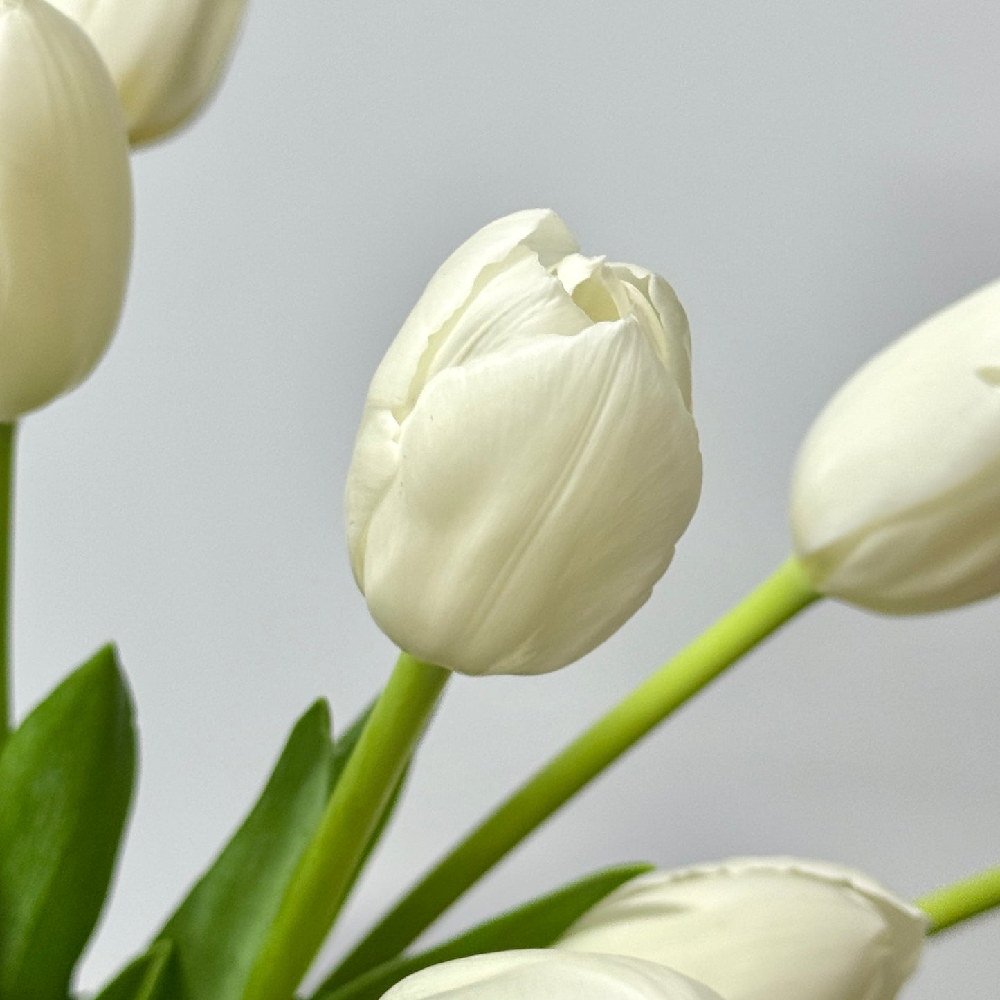 Tulip - White