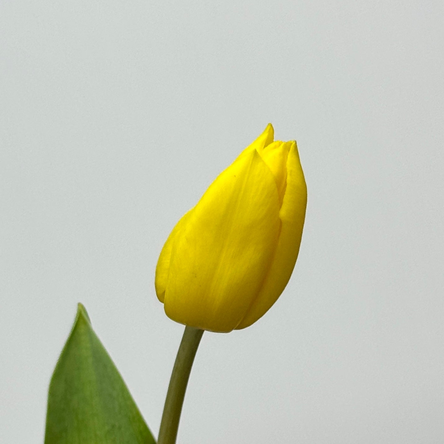 Tulip - Yellow