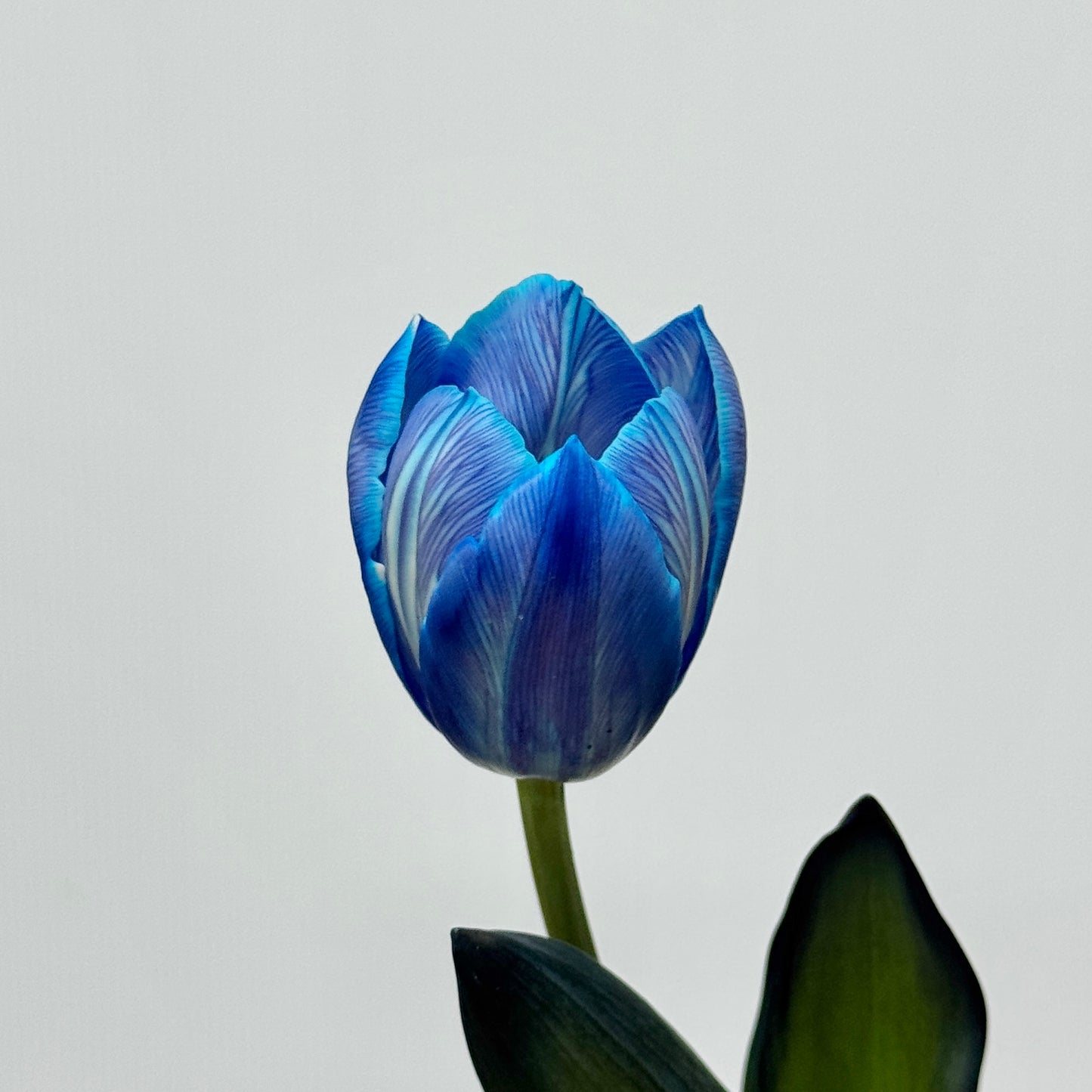 Tulip Dyed - Blue