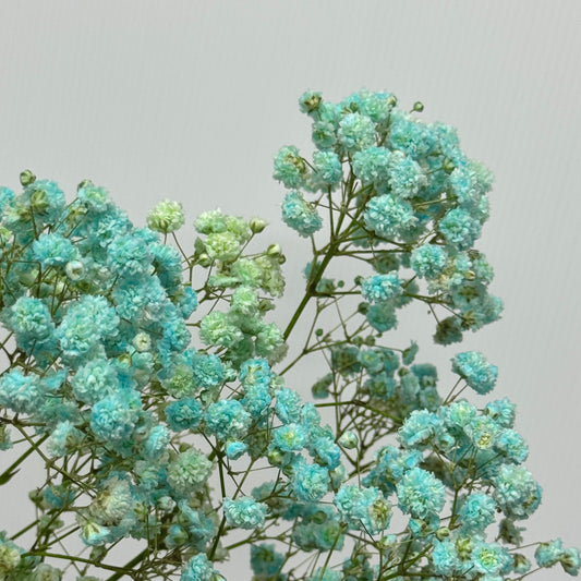 Baby's Breath Dyed - Turquiose Green