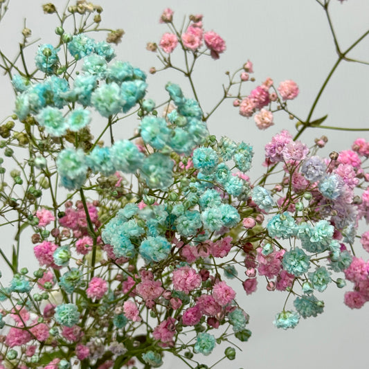 Baby's Breath Dyed - Rainbow