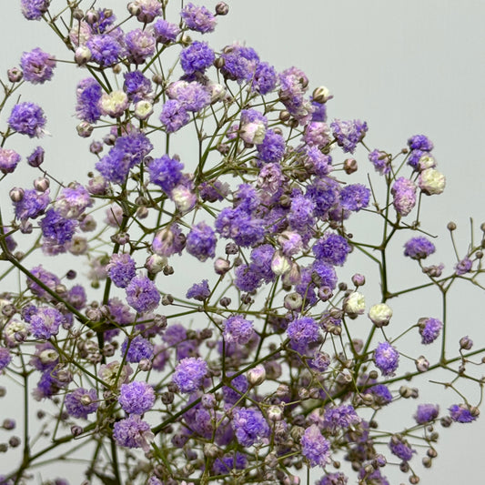 Baby's Breath Dyed - Purple