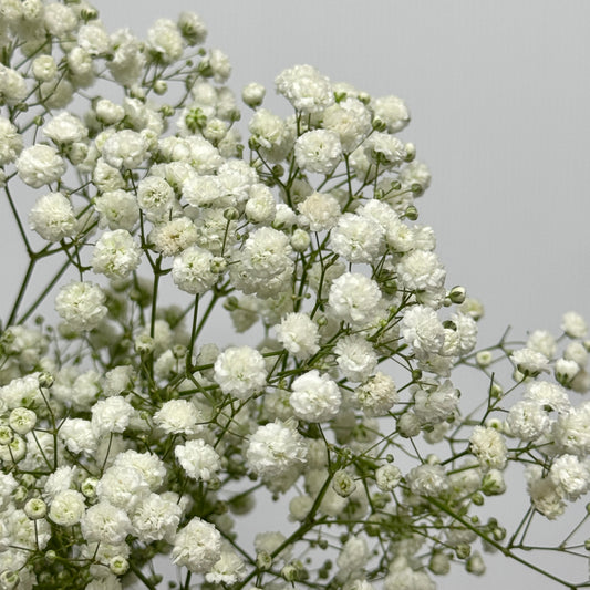 Baby's Breath - White