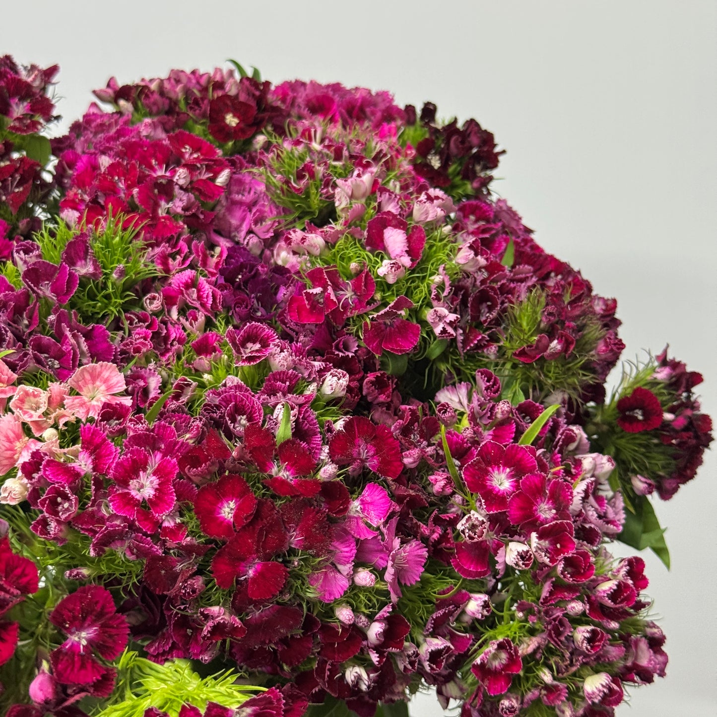 Sweet William - Mix