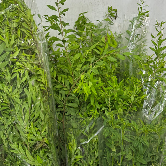 SnowFlake Leaf - Fontanesia