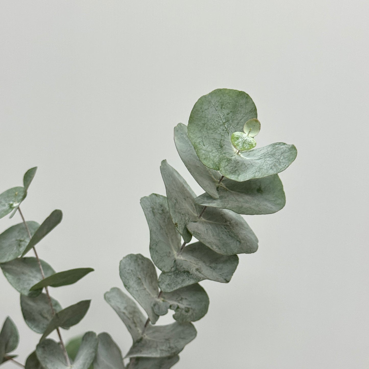 Eucalyptus - Cineria