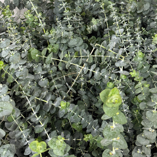 Eucalyptus - Baby Blue