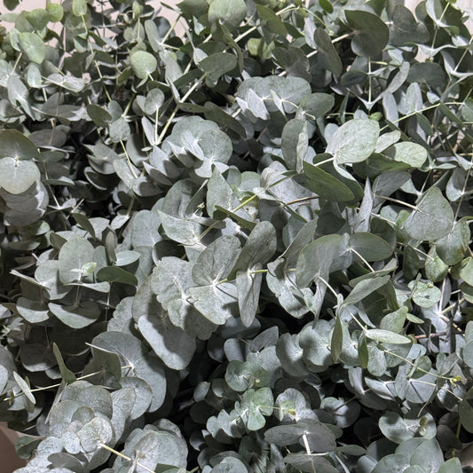 Eucalyptus - Cineria