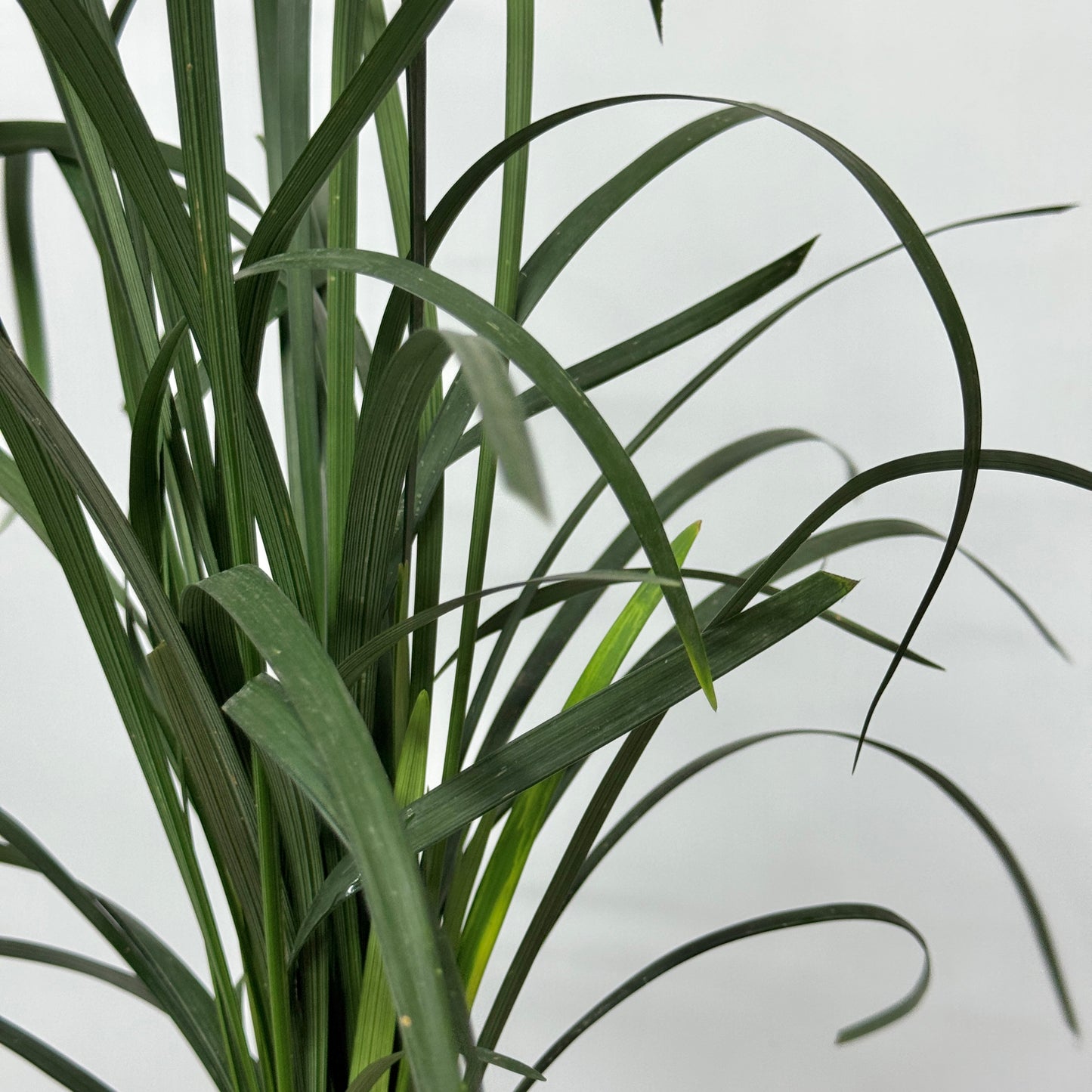 Beargrass Green 春兰叶