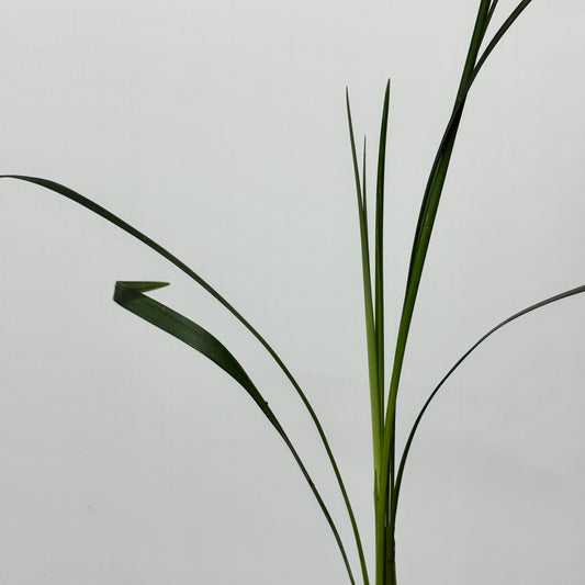 Beargrass Green 春兰叶