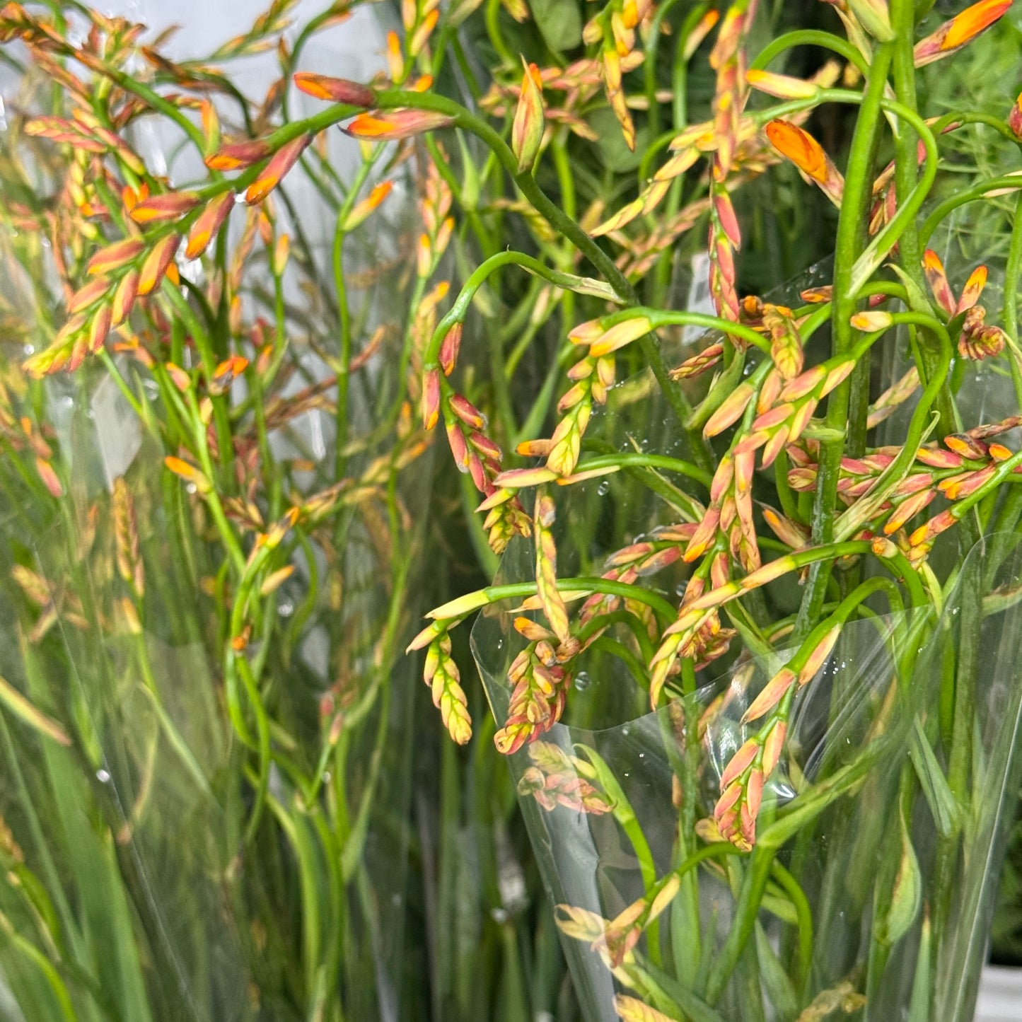 Croscomia - Orange