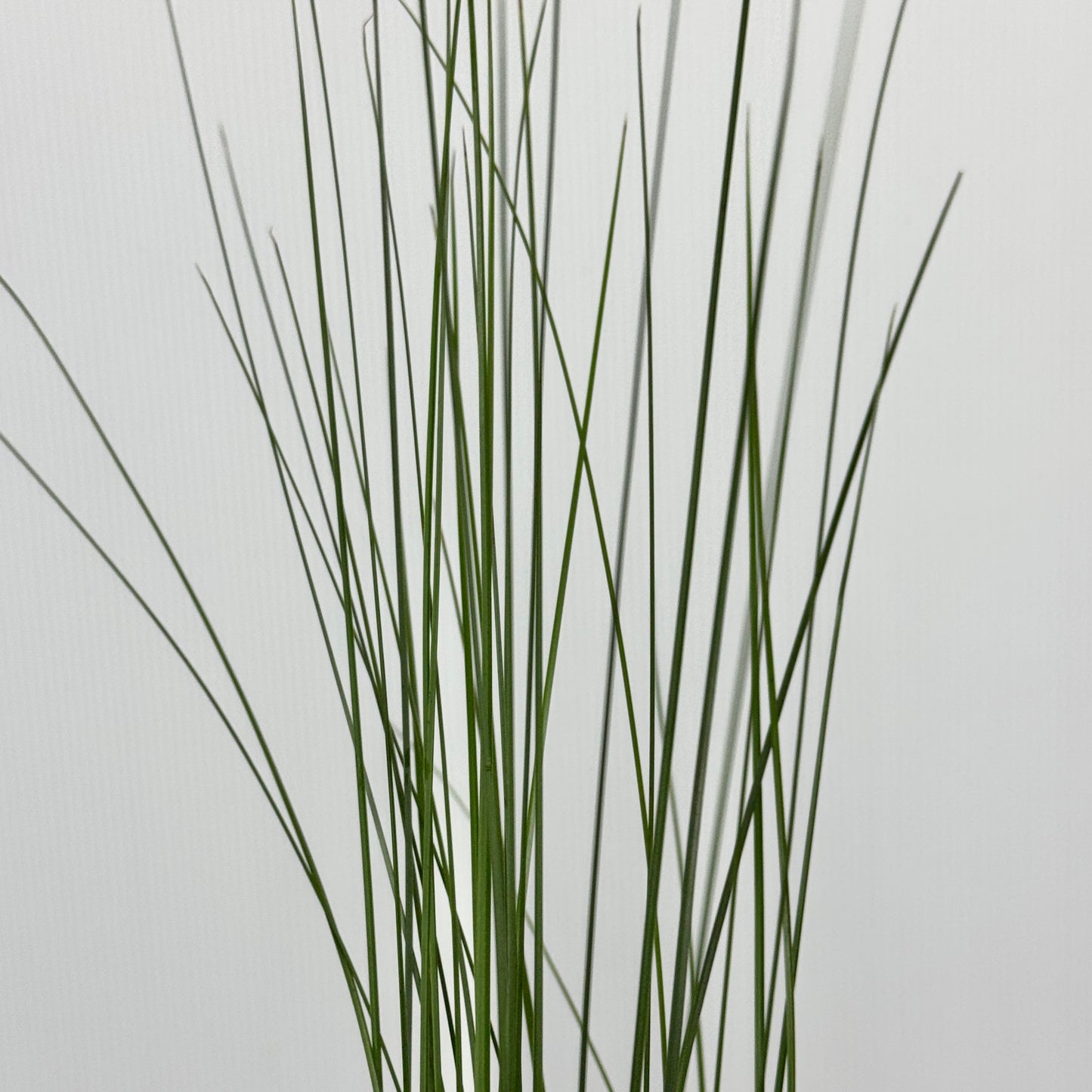 Steel Grass