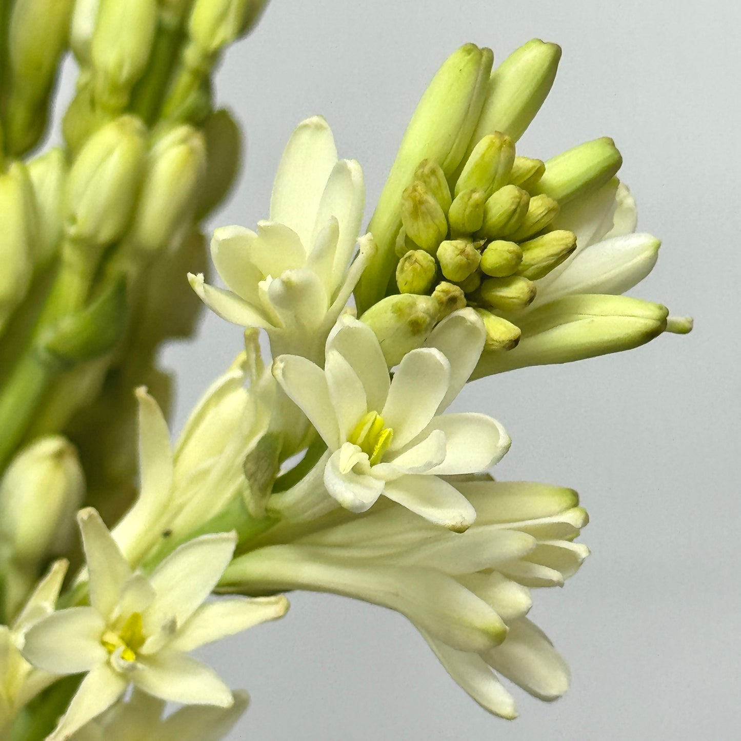 Tuberose