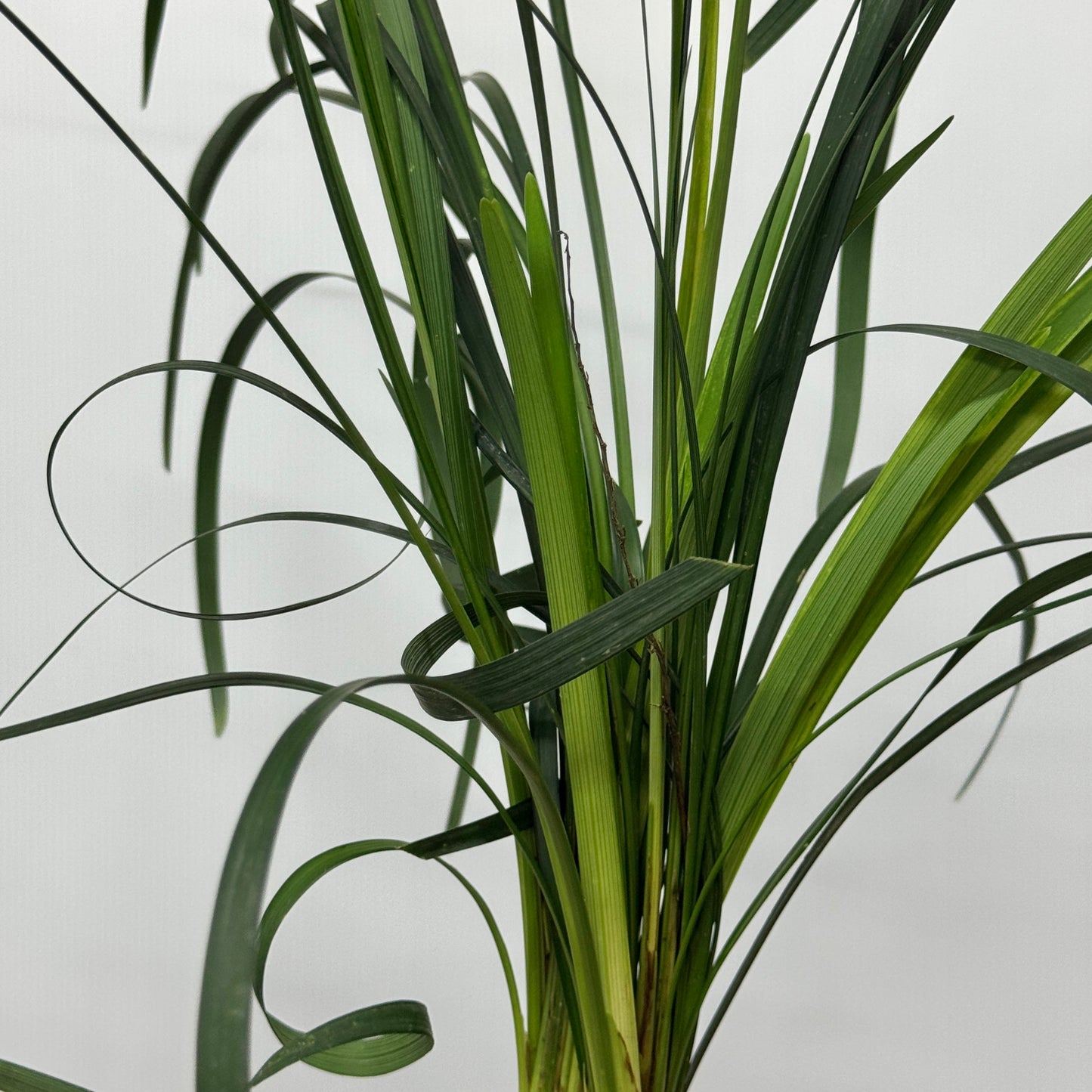 Beargrass Green 春兰叶