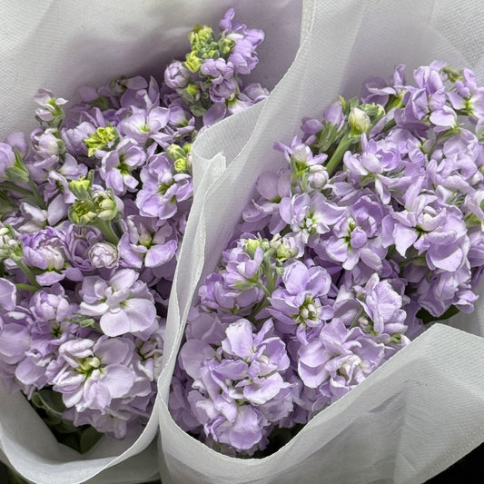 Matthiola - Light Purple
