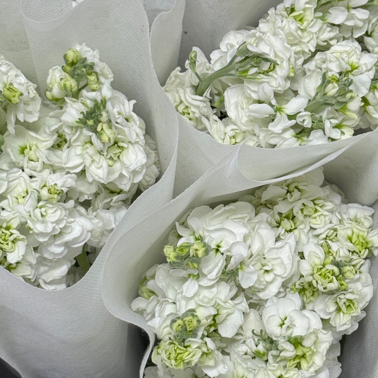 Matthiola - White