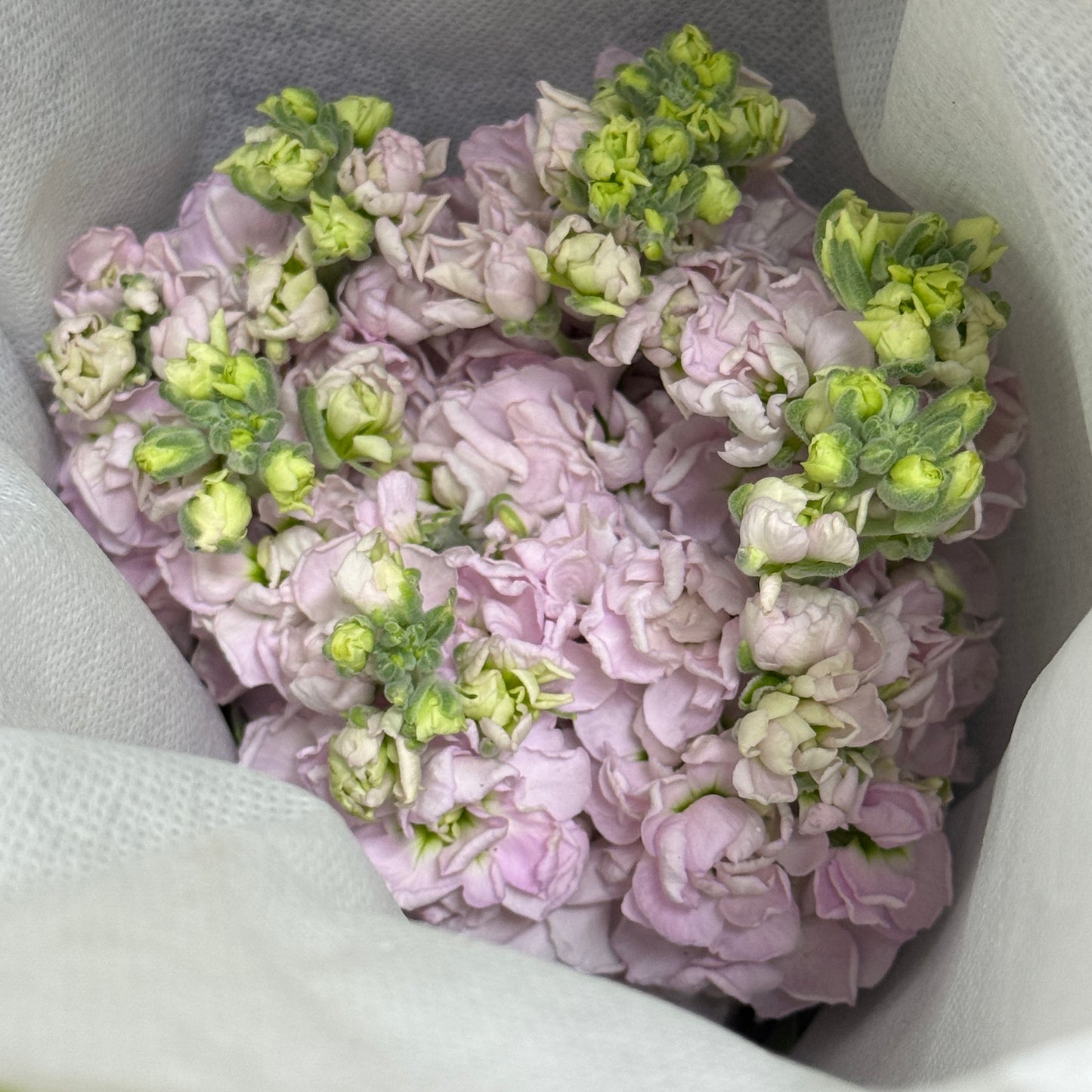 Matthiola - Pink