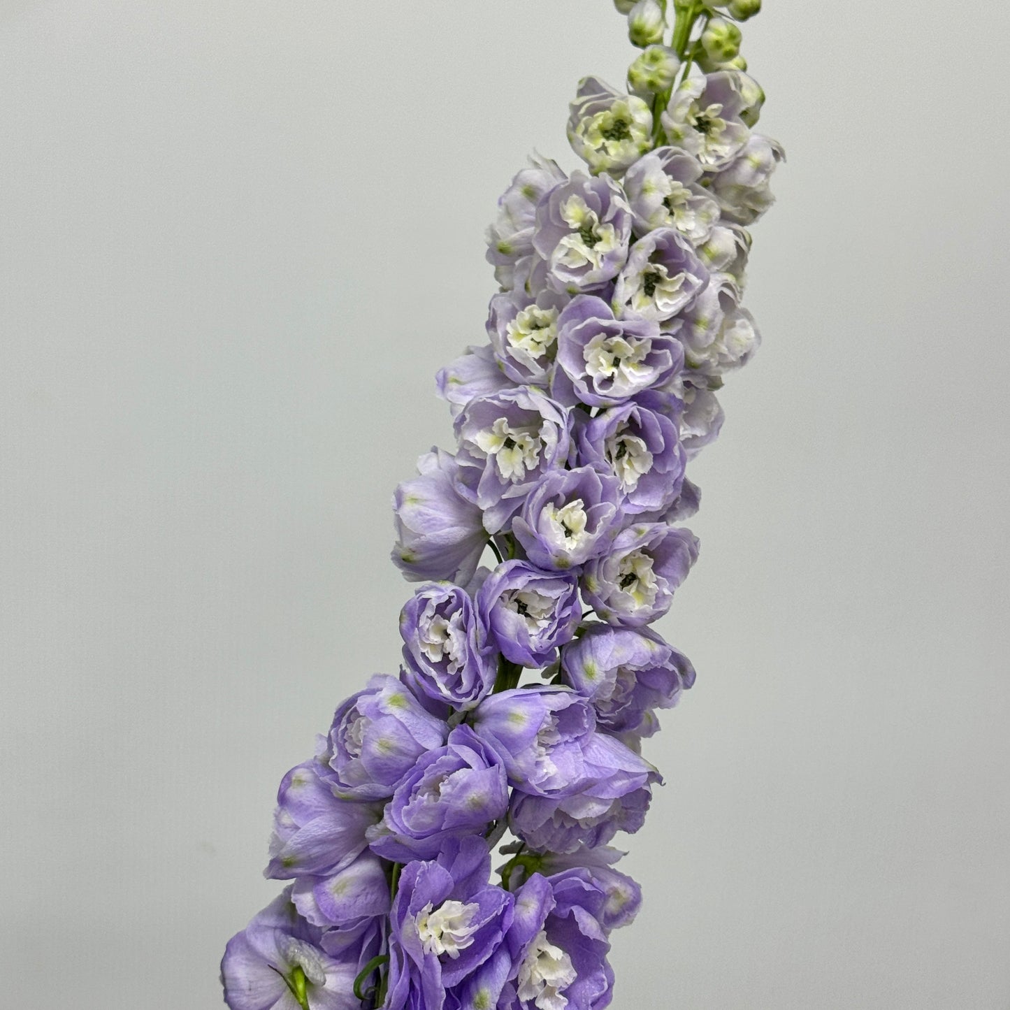 Delphinium (70cm-90cm) - Purple