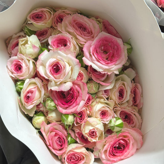 Rose Spray - Midnight Magic 午夜魔法