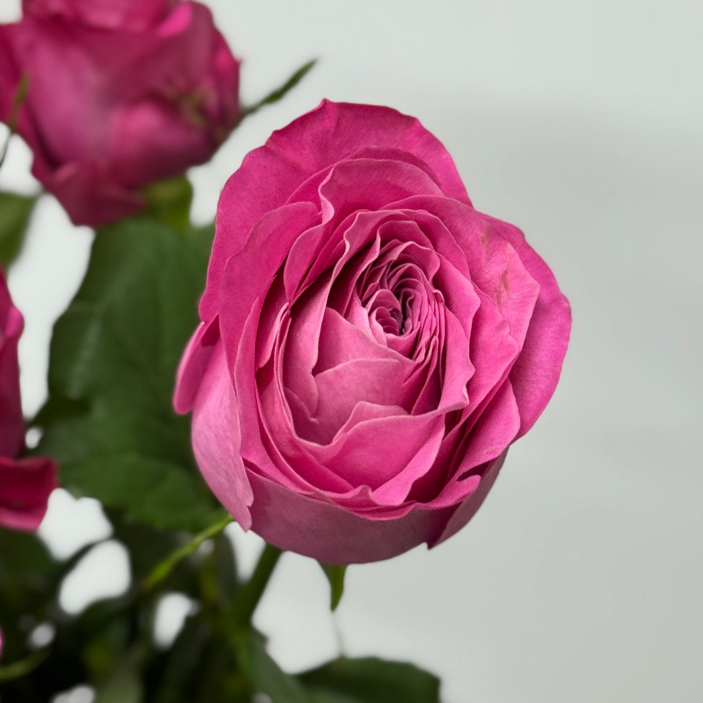 Rose - Sauvignon Blanc 长相思
