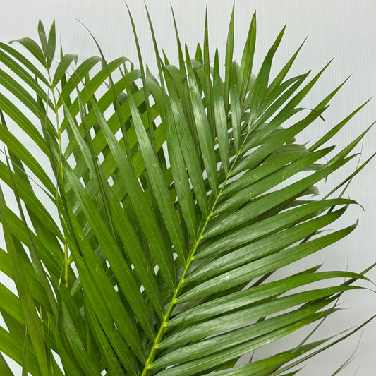 Palm Leaf (S/M/L)