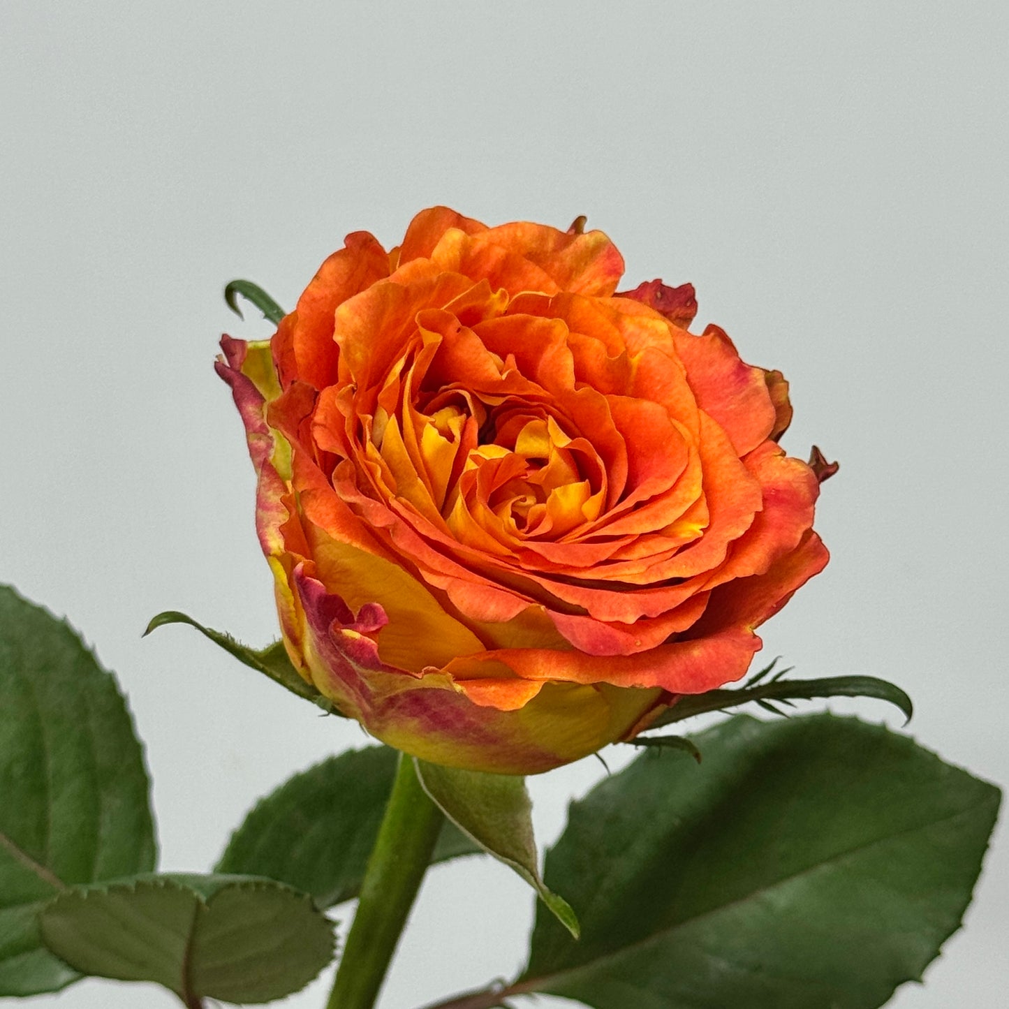 Rose - Ode to Joy 欢乐颂
