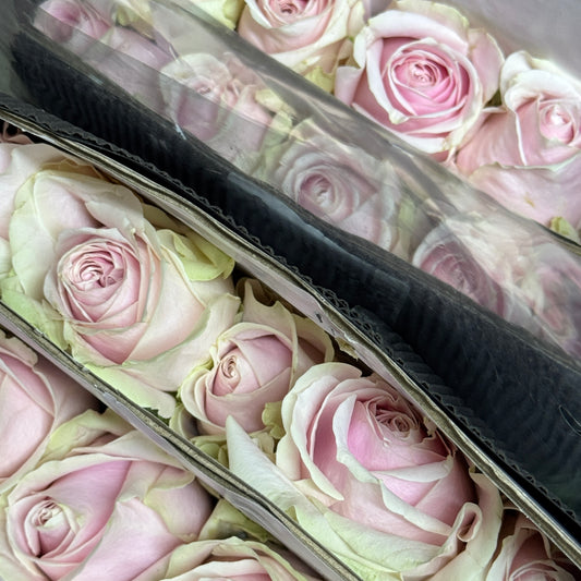 Rose - Pink Avalanche 粉雪山