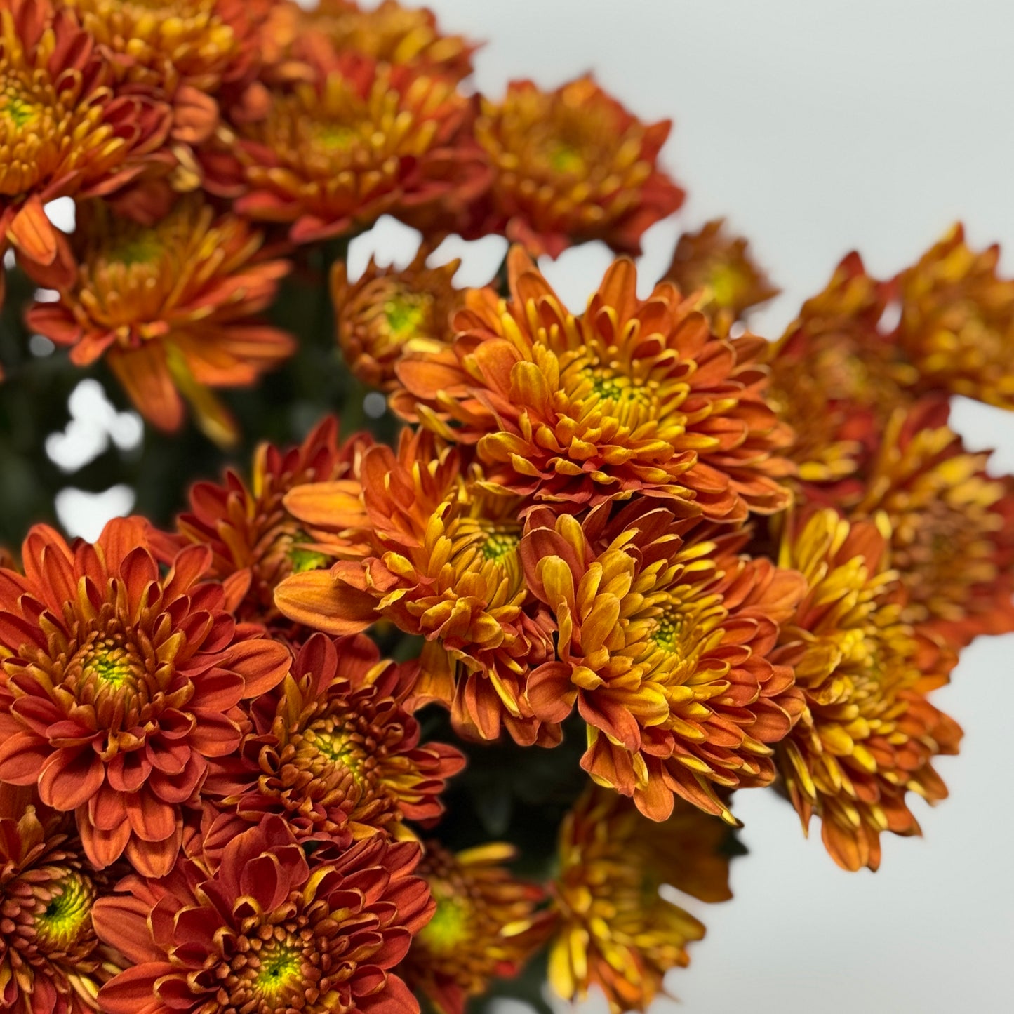 Chrysanthemum Pompom - Orange Brown