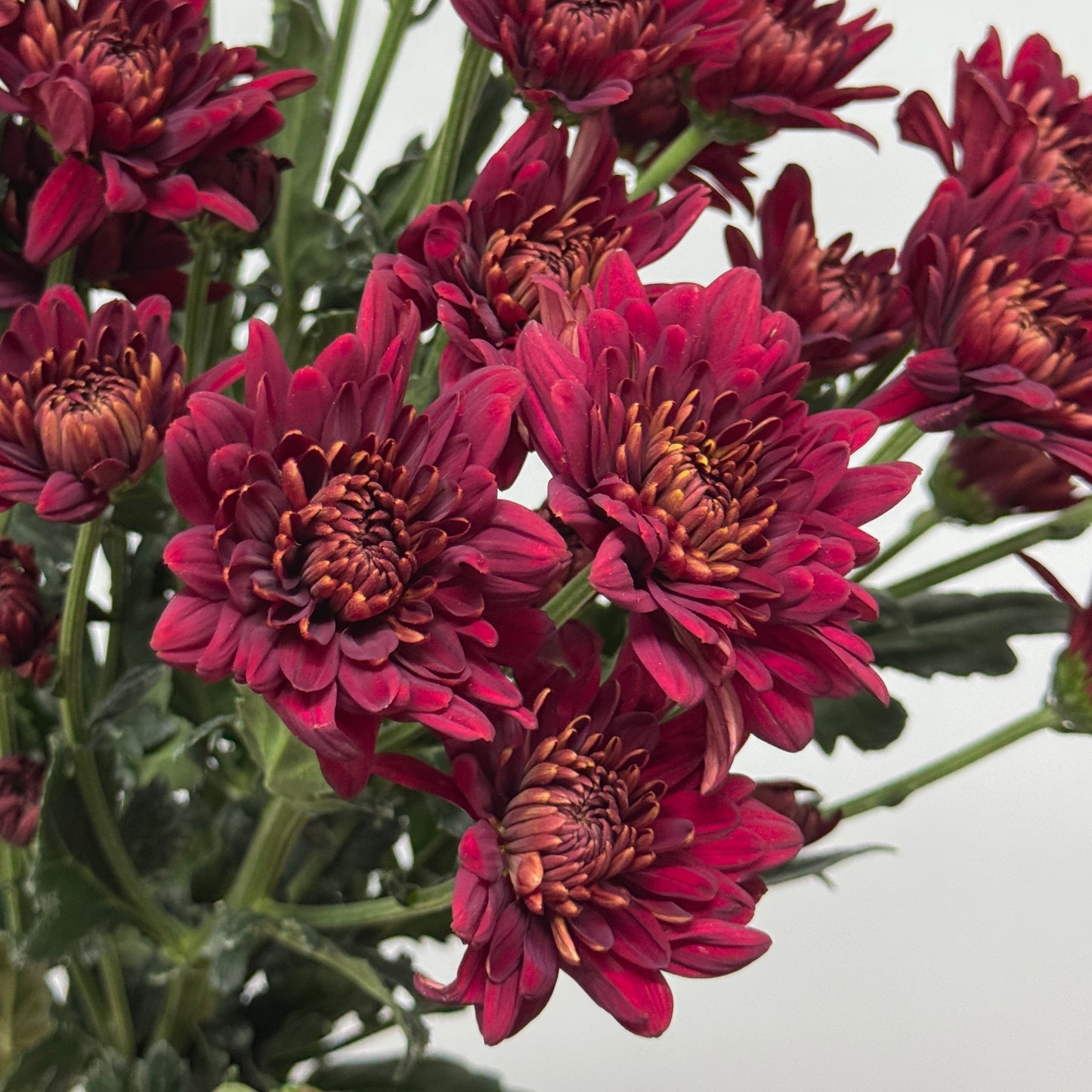 Chrysanthemum Pompom - Red