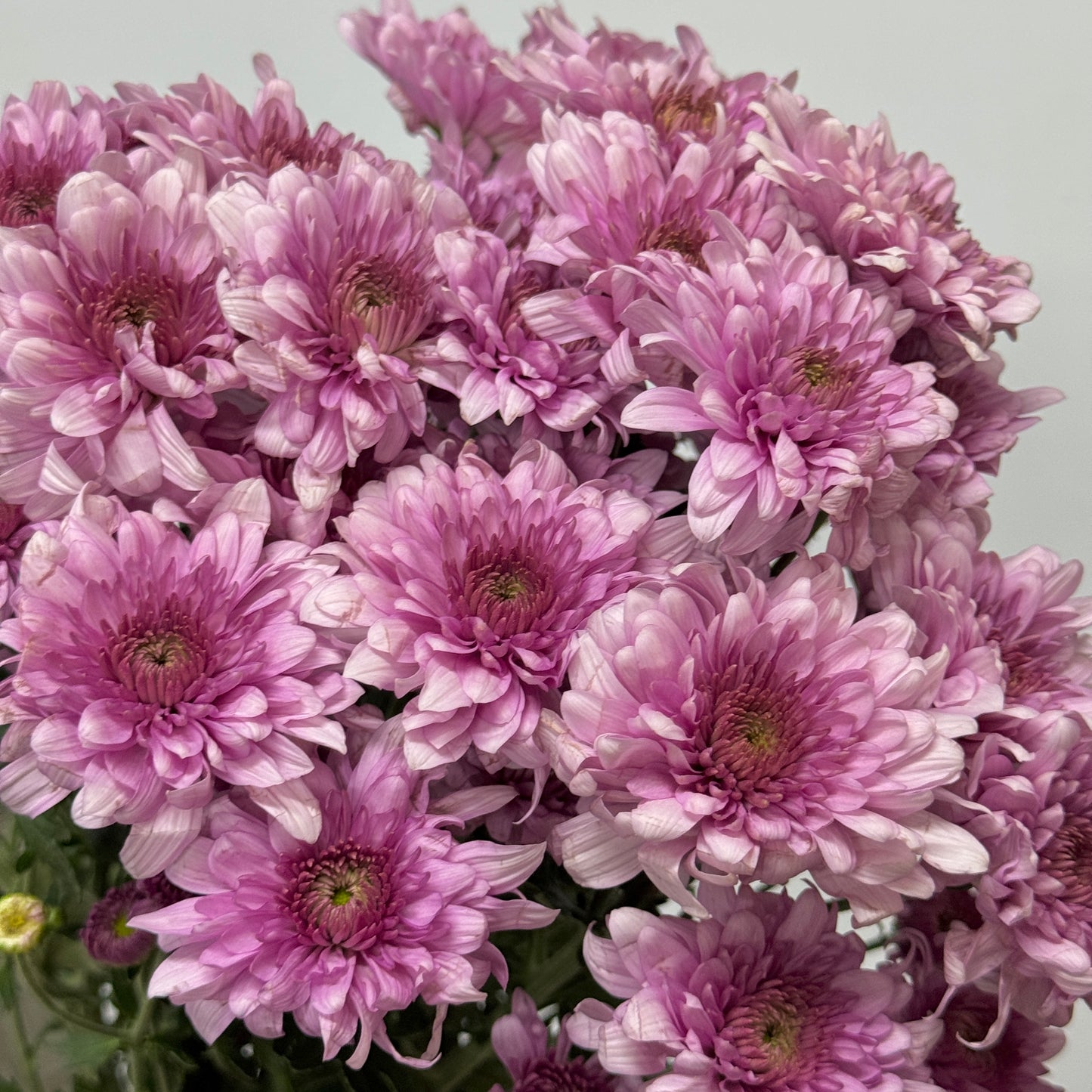 Chrysanthemum Pompom - Light Purple