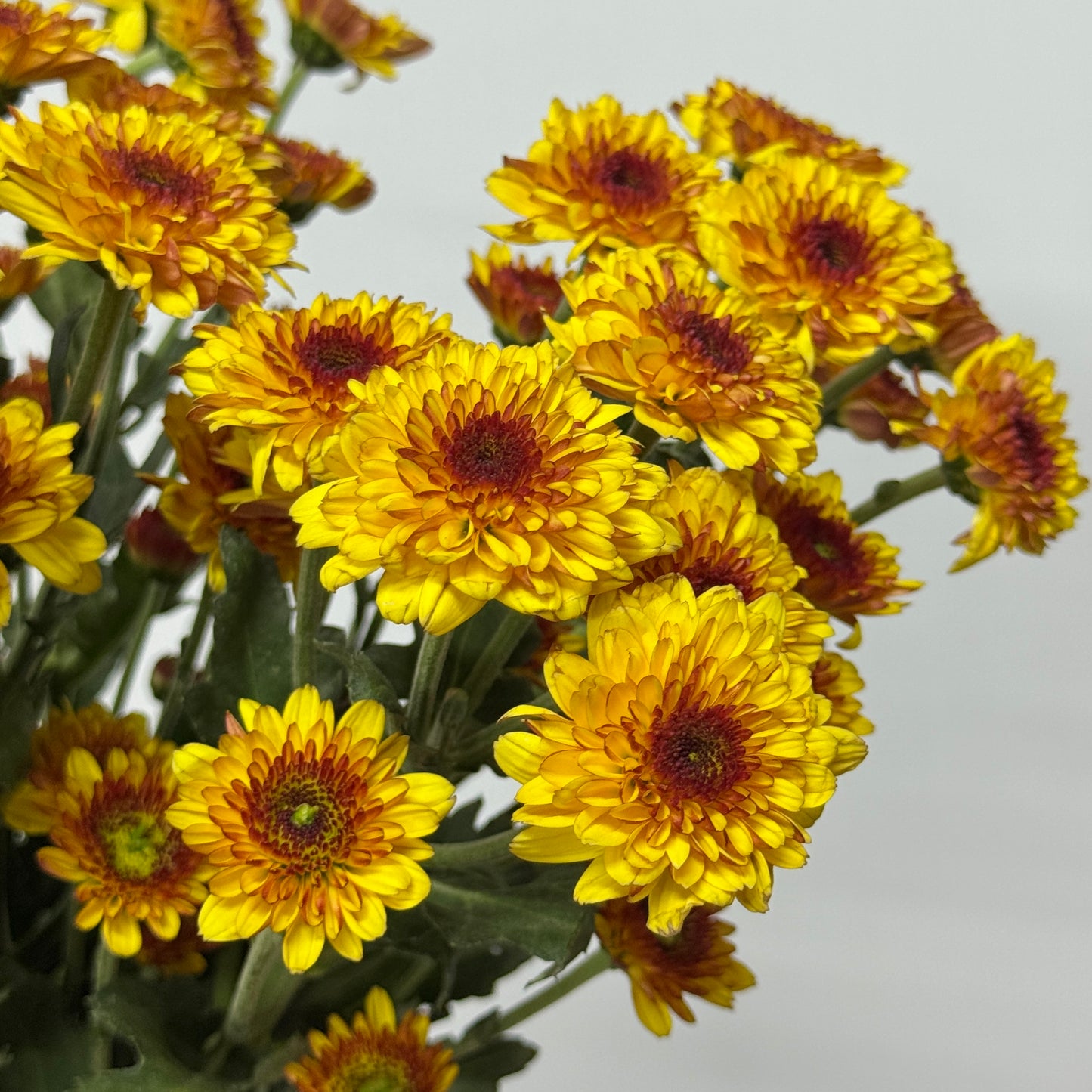 Chrysanthemum Pompom - Orange