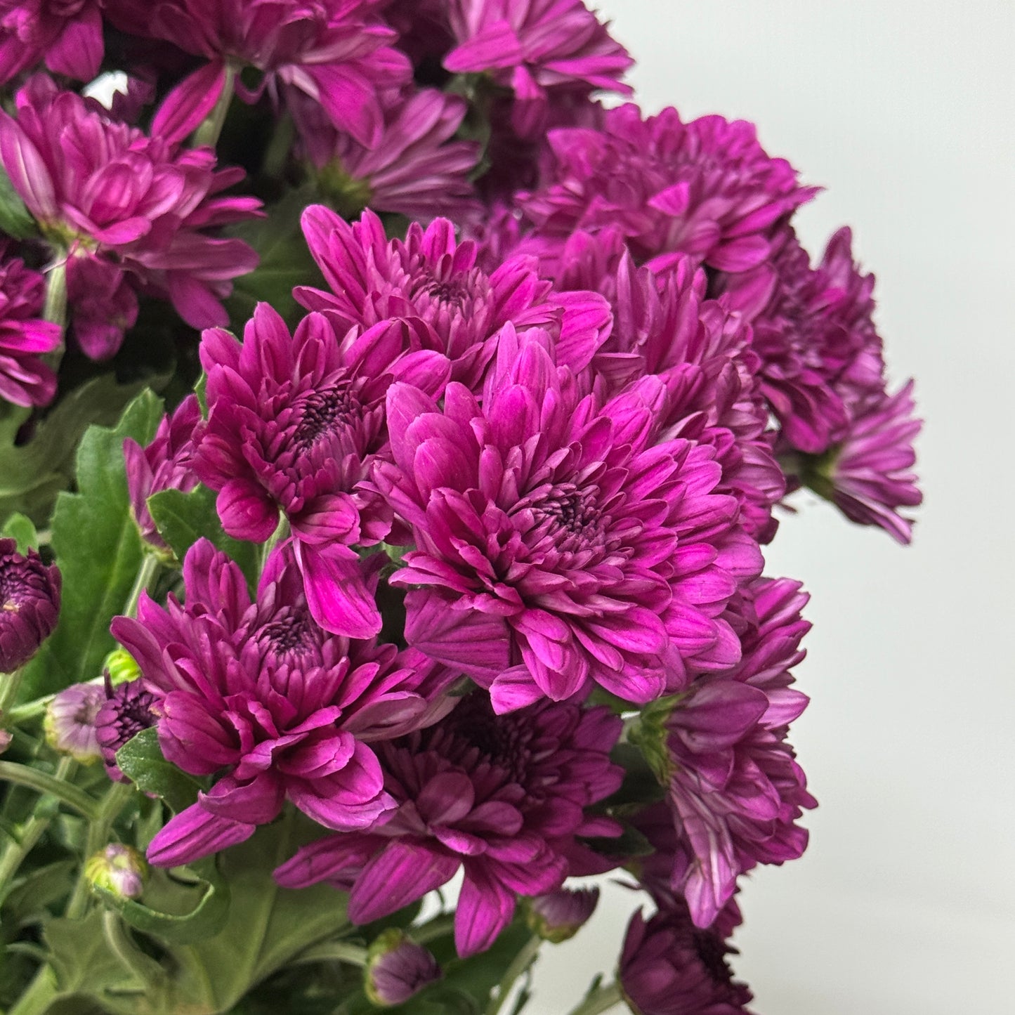Chrysanthemum Pompom - Purple