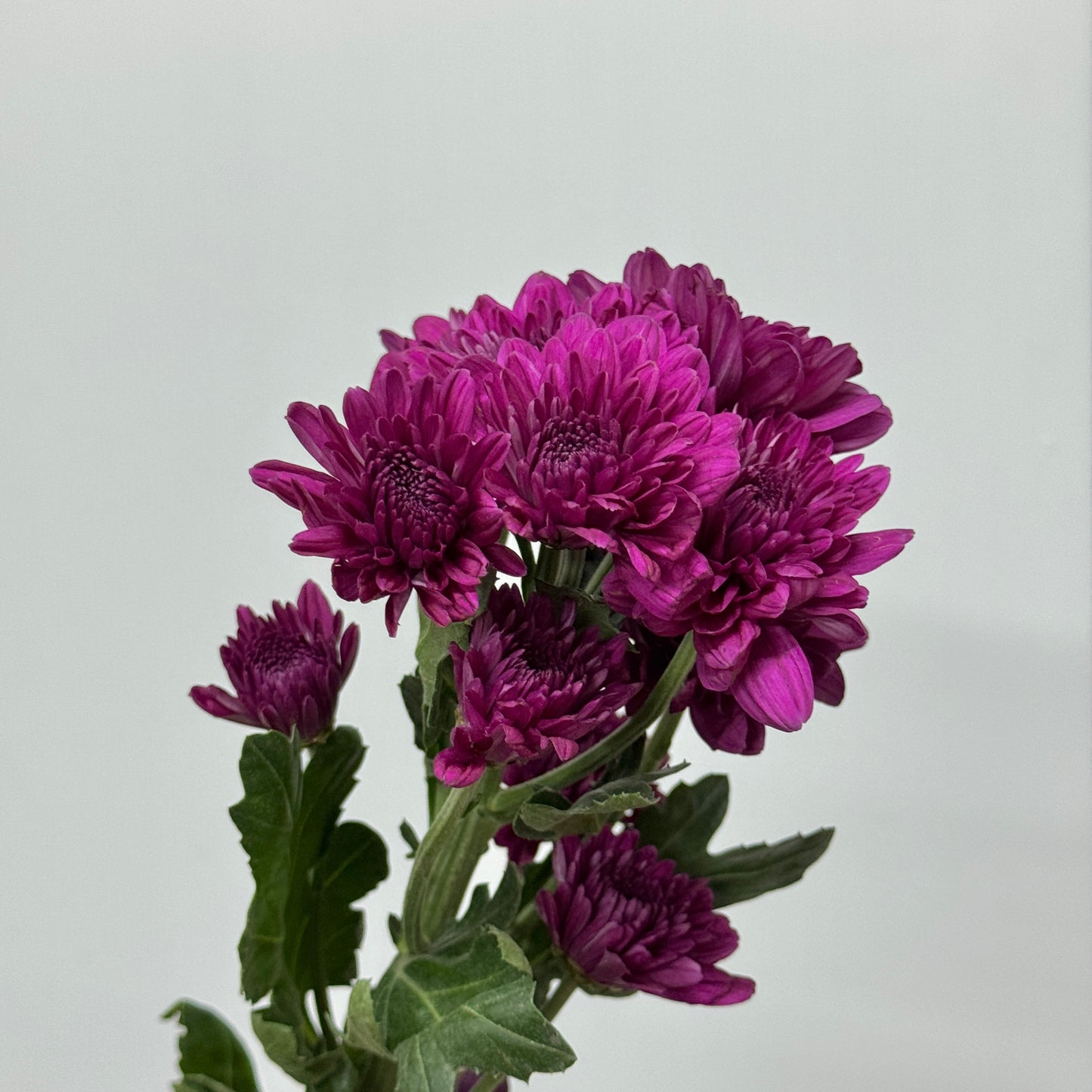 Chrysanthemum Pompom - Purple