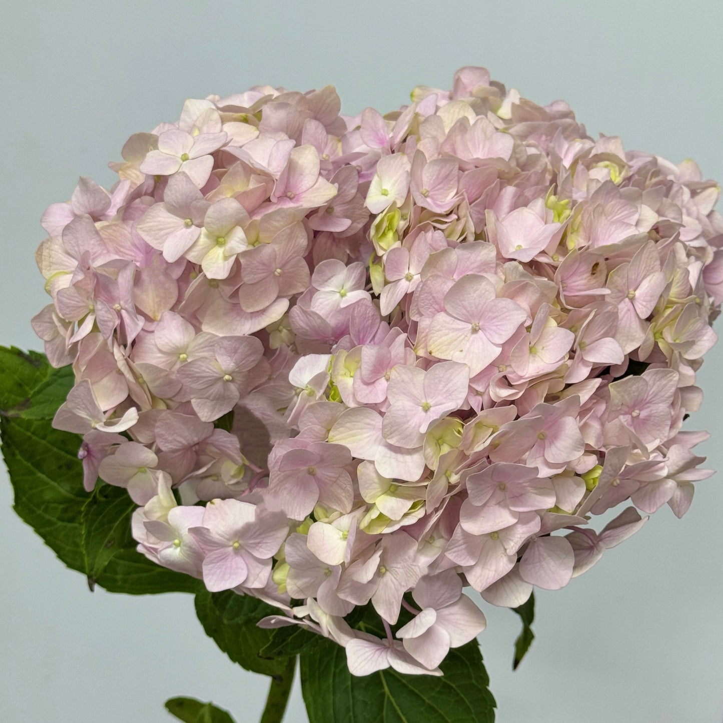Hydrangea - Light Pink
