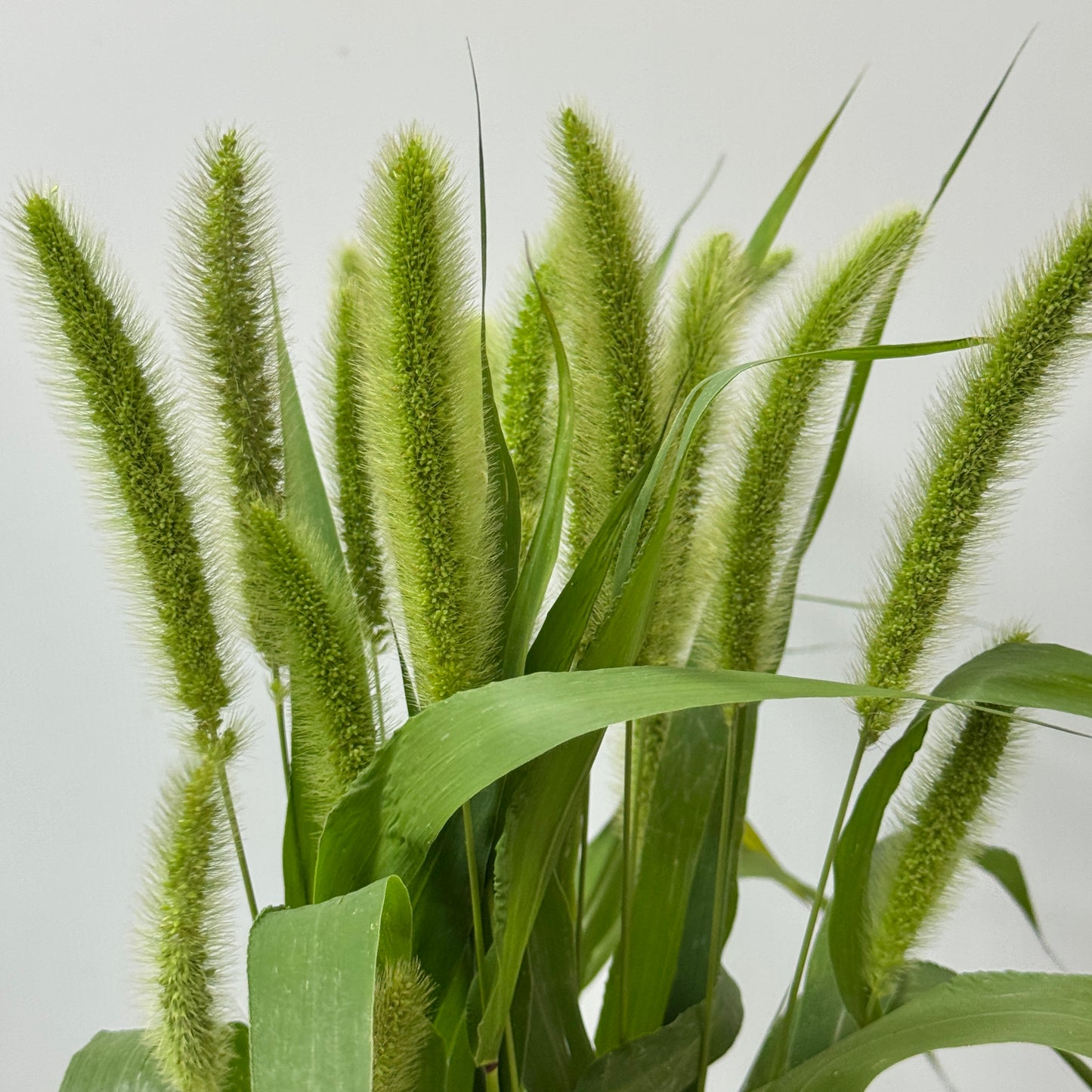 Green Bristlegrass
