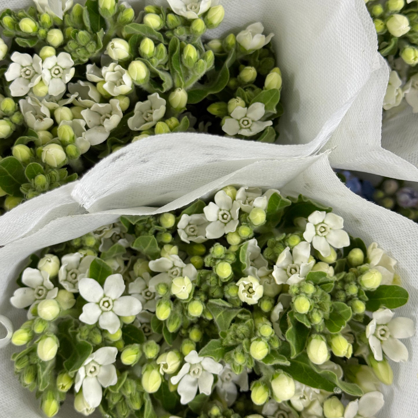 Oxypetalum - White
