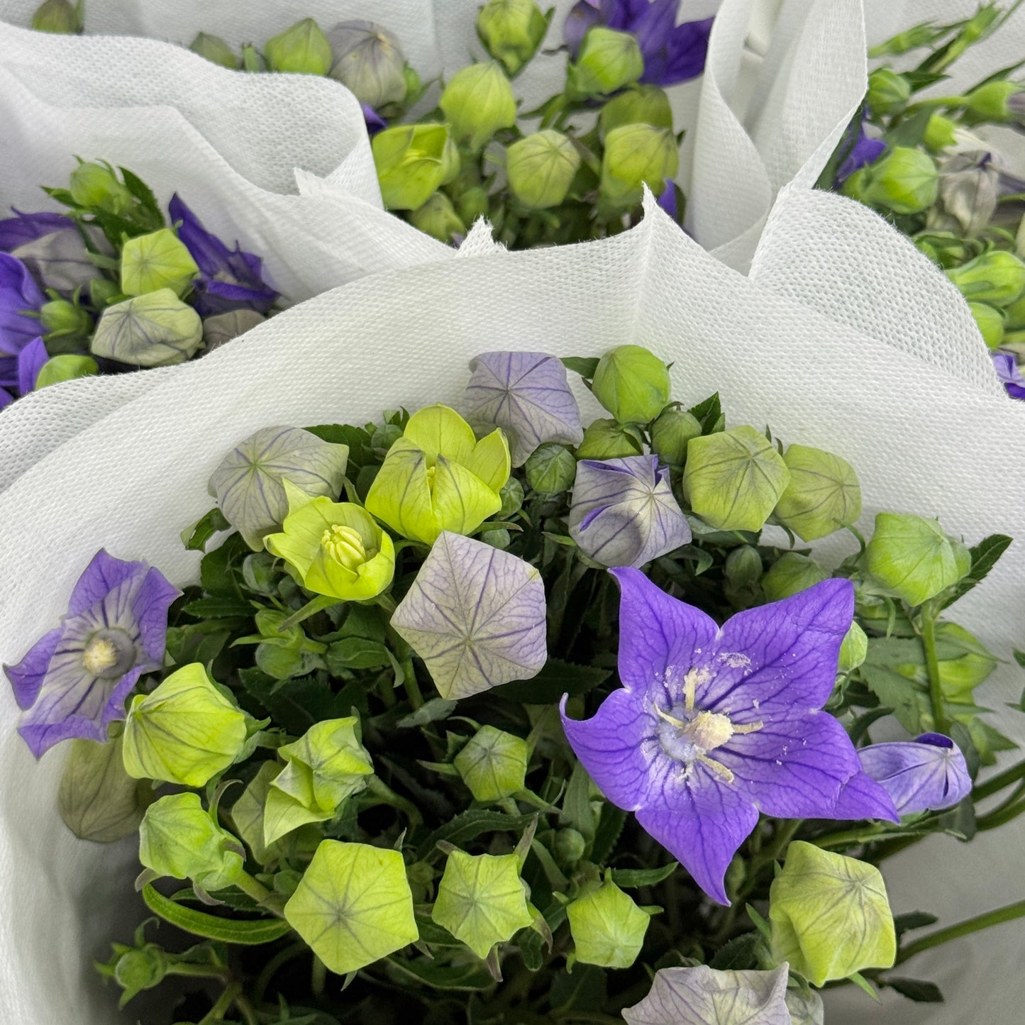 Platycodon - Purple