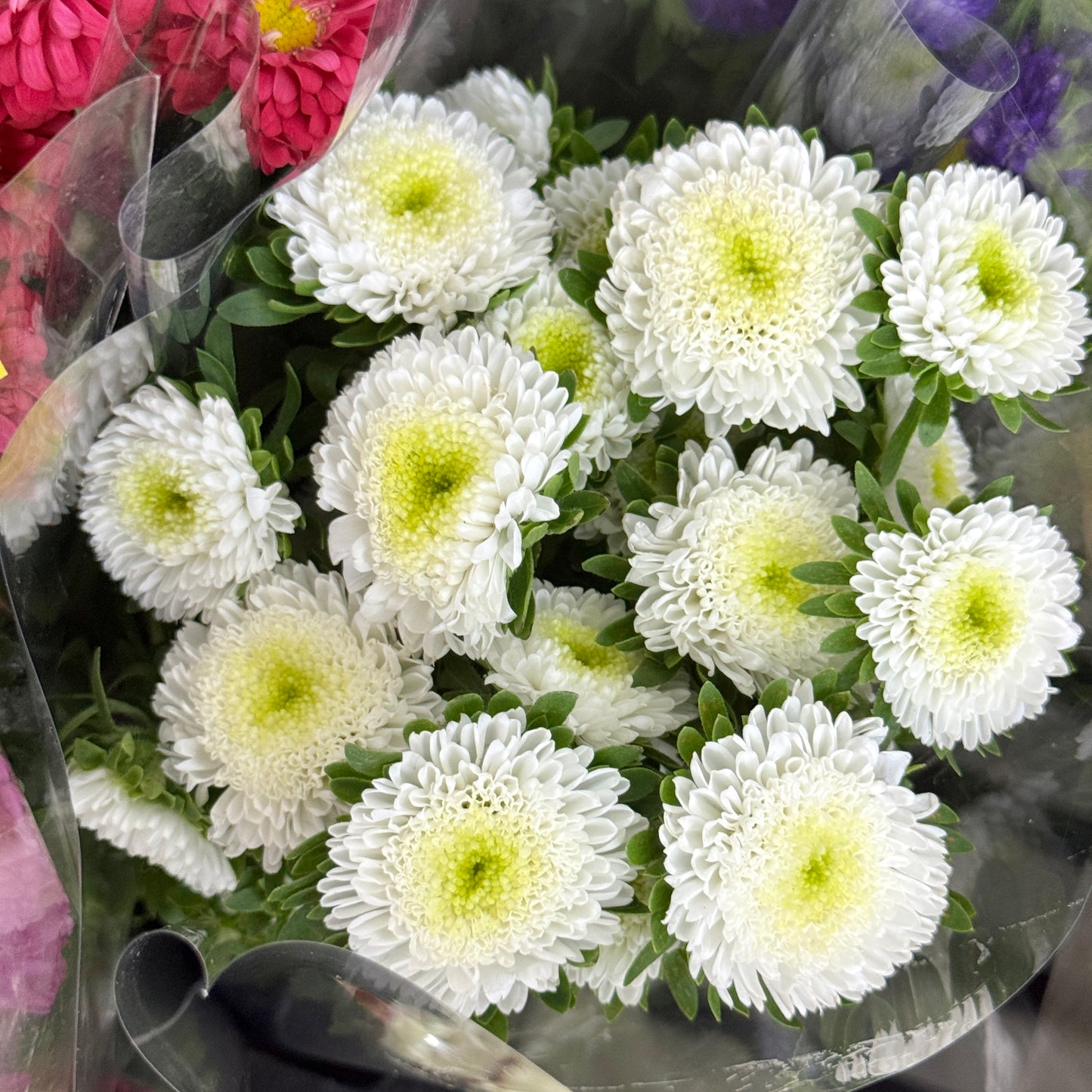 Aster - White