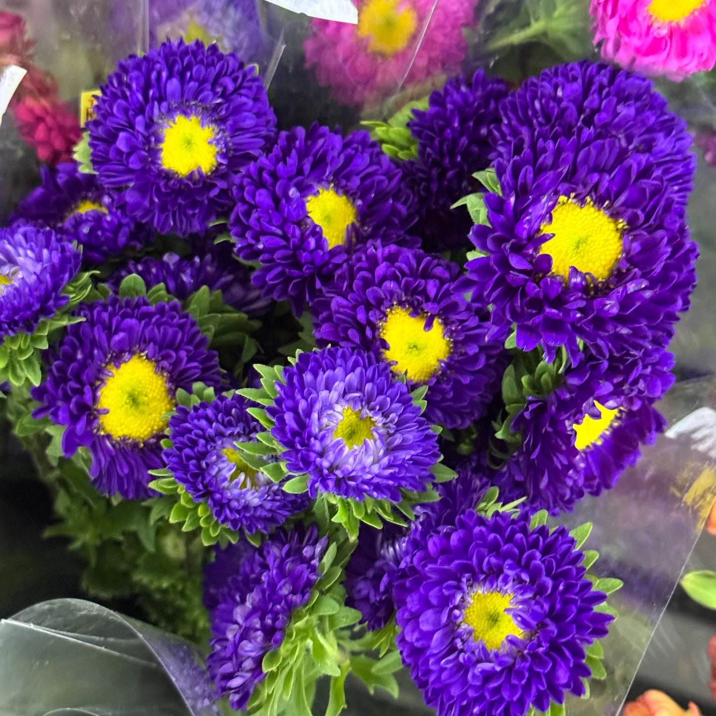 Aster - Purple