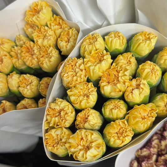 Carnation - Champagne