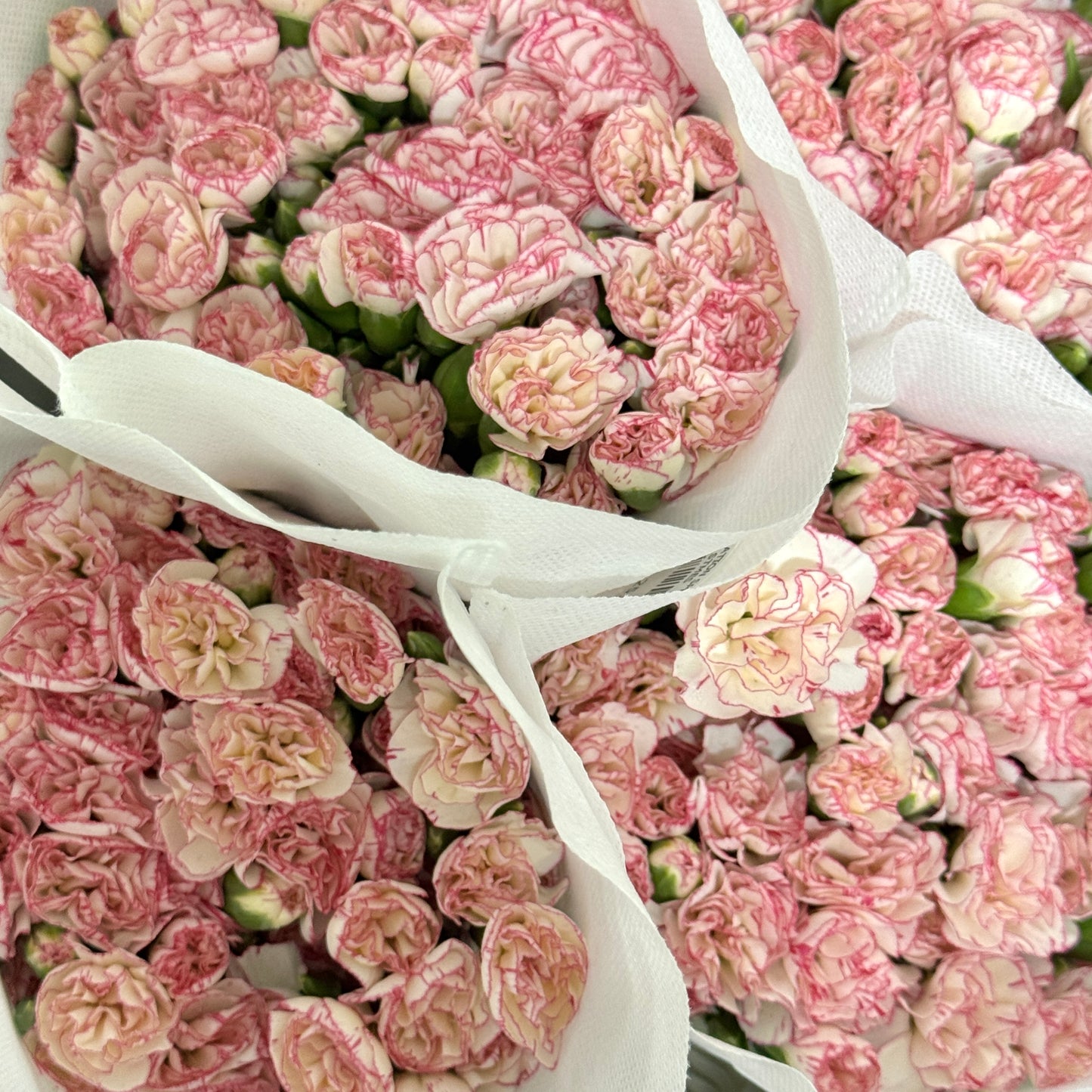 Carnation Spray - White Pink 小白兔