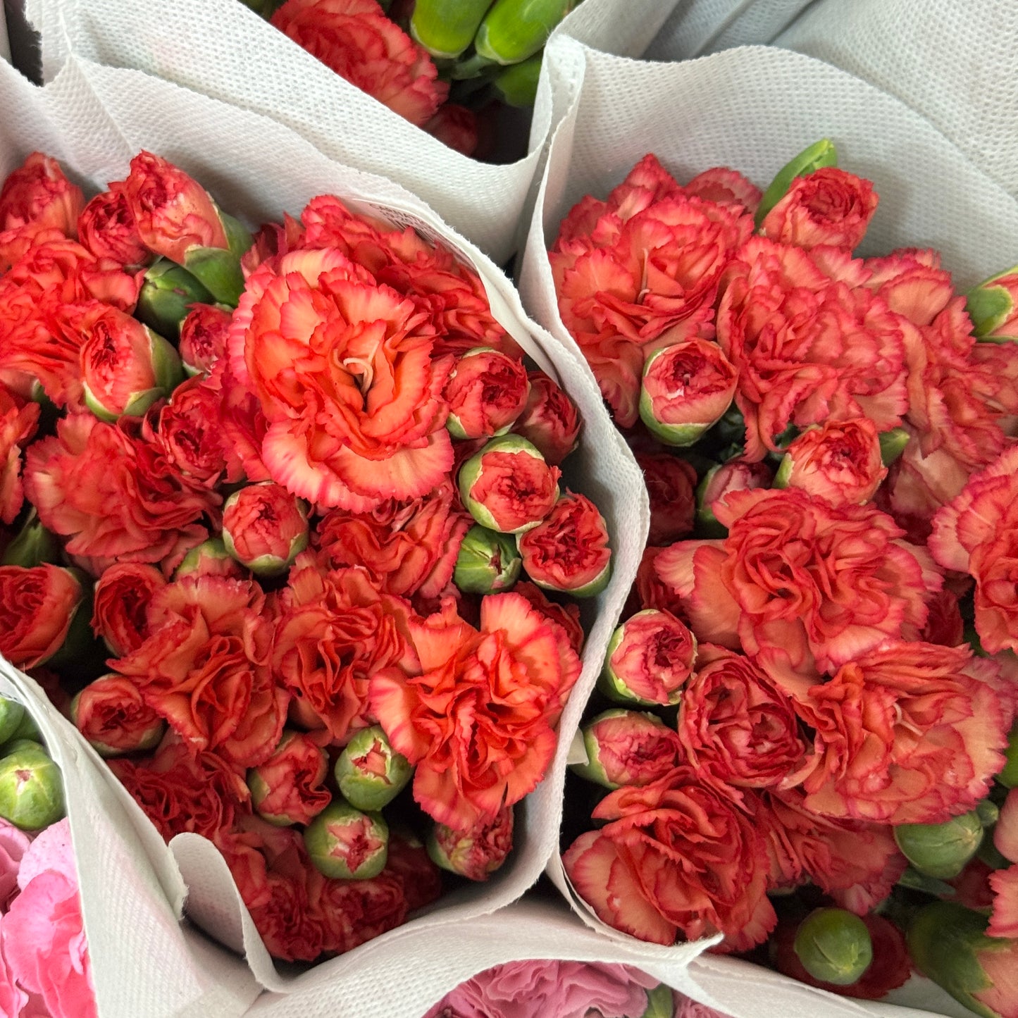 Carnation Spray - Orange Red 喜悦