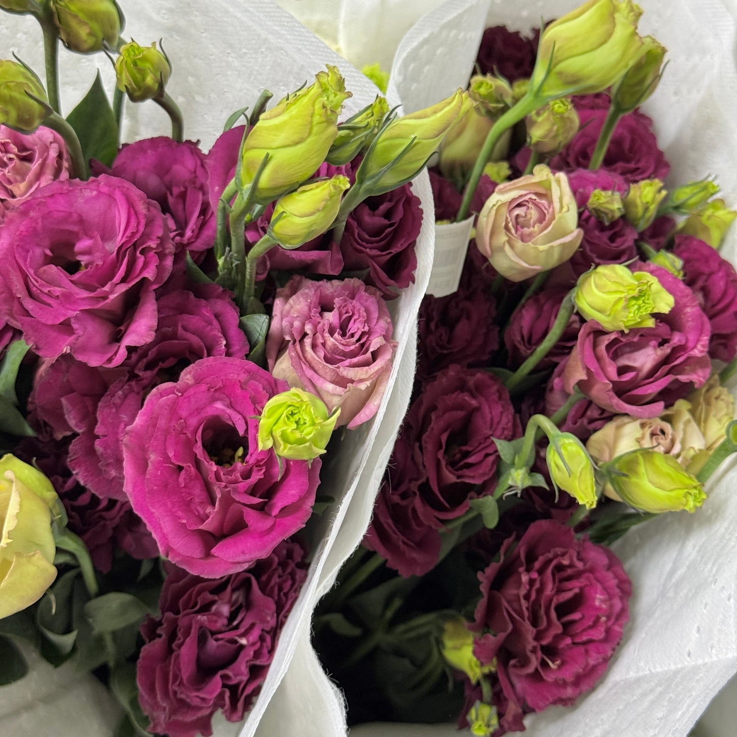 Eustoma (800g) - Maroon