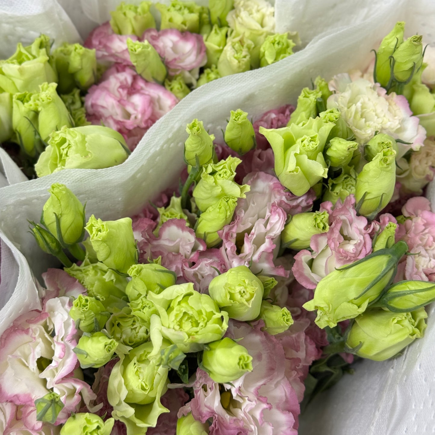 Eustoma (800g) - White With Pink Outline