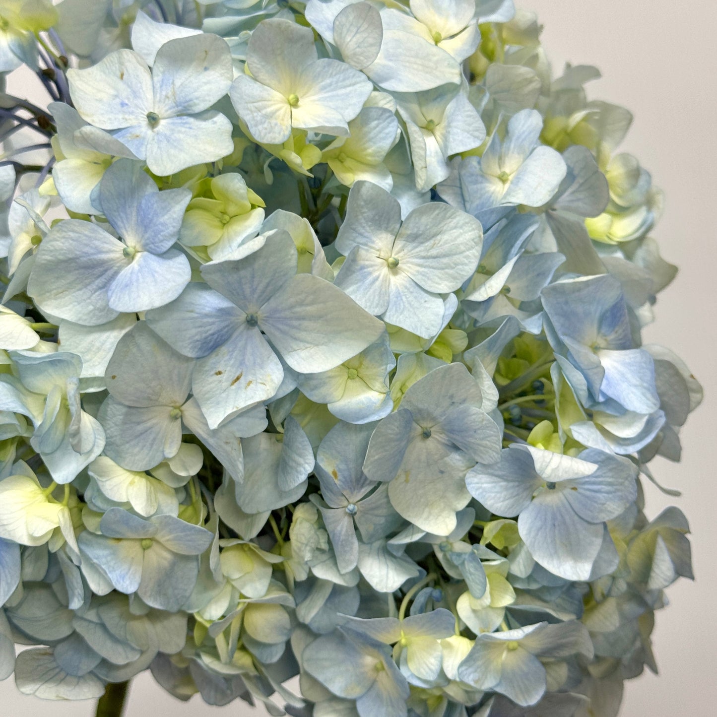 Hydrangea - Light Blue